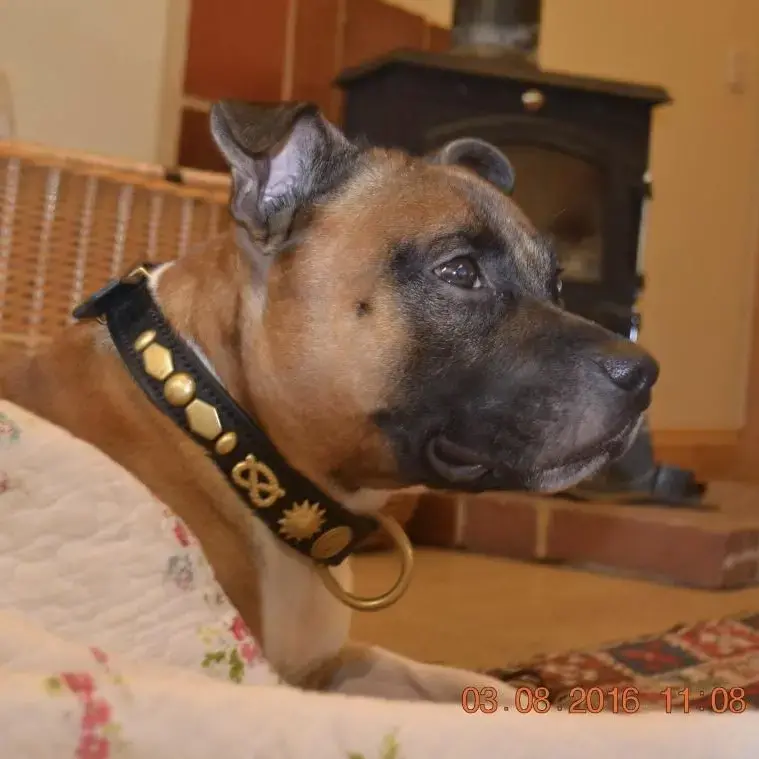 Staffordshire Bull Terrier
