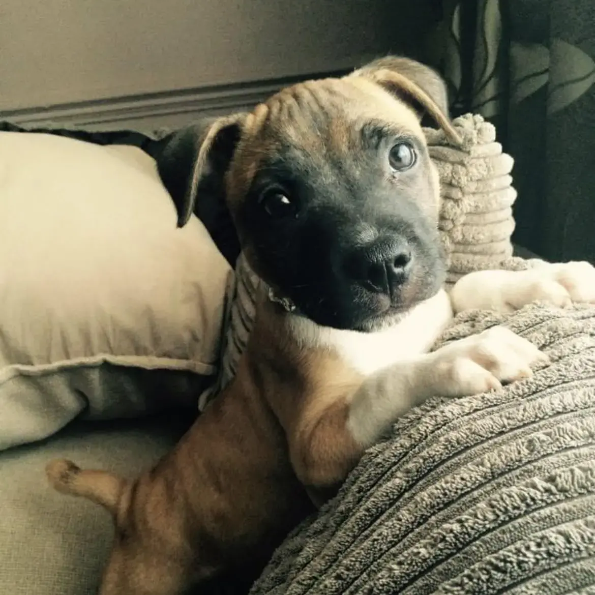 Staffordshire Bull Terrier