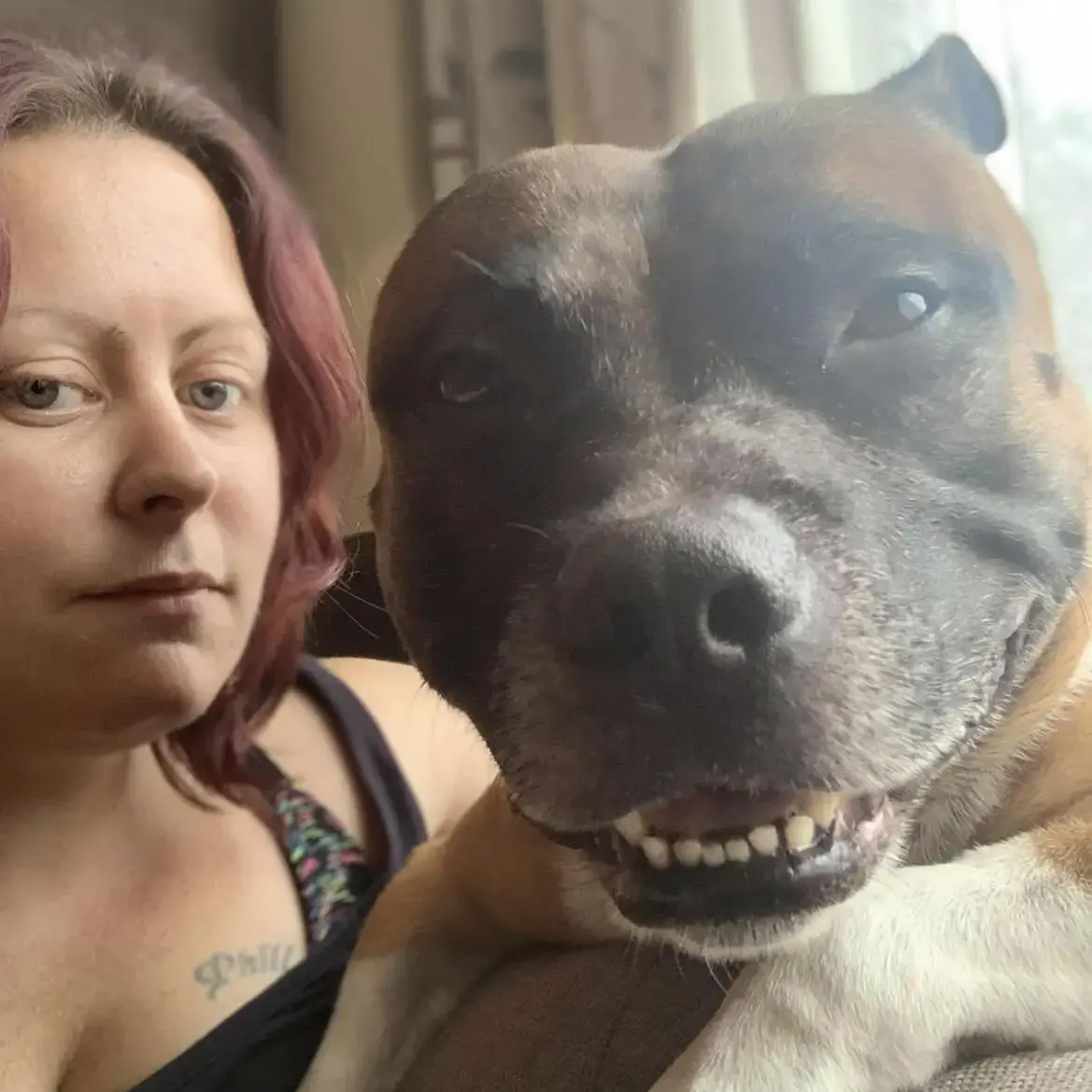 Staffordshire Bull Terrier