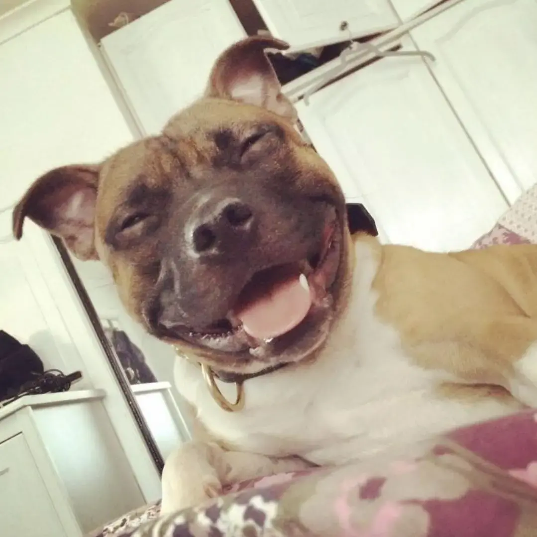 Staffordshire Bull Terrier