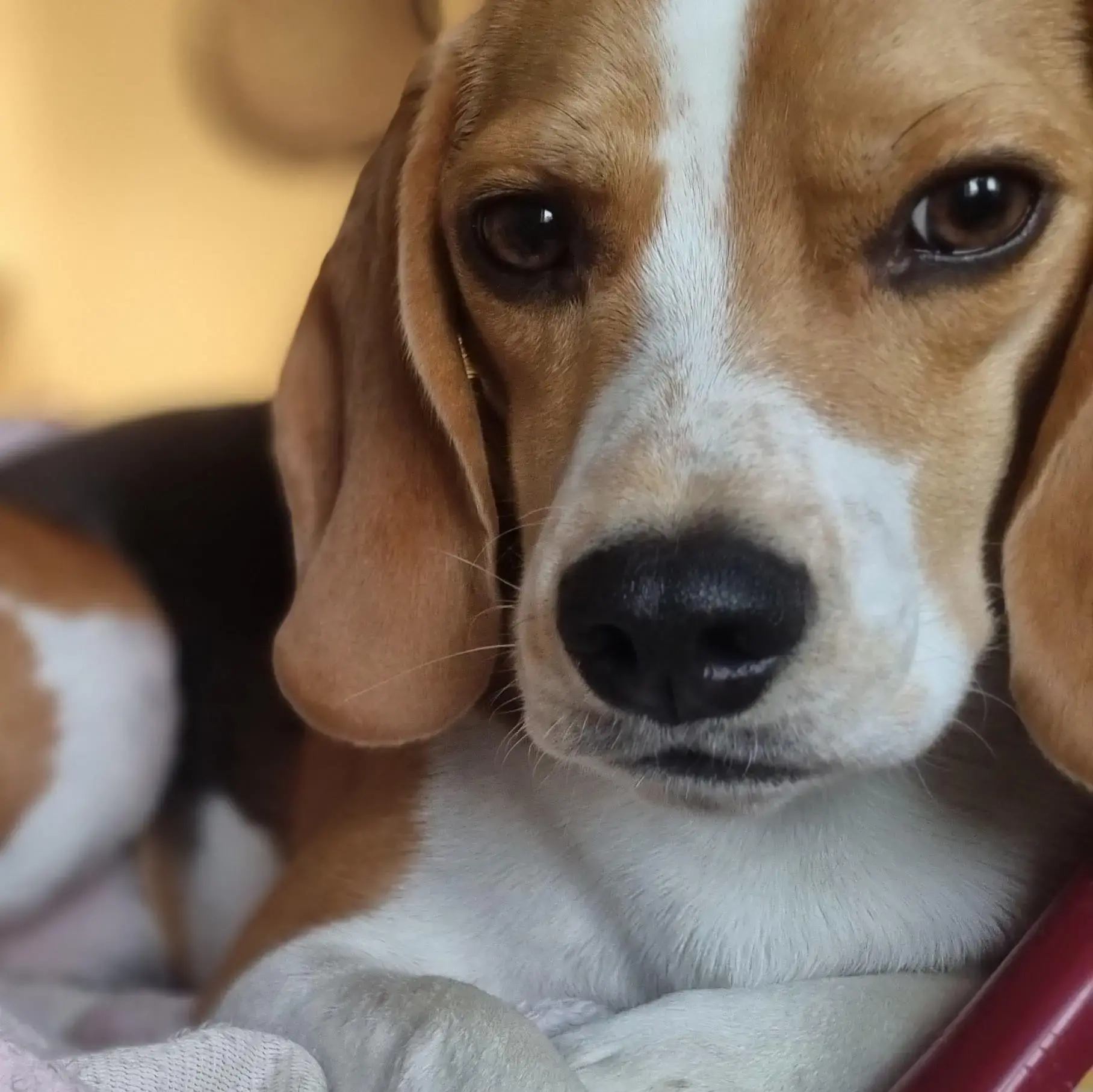 Beagle