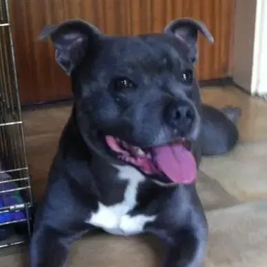 Staffordshire Bull Terrier