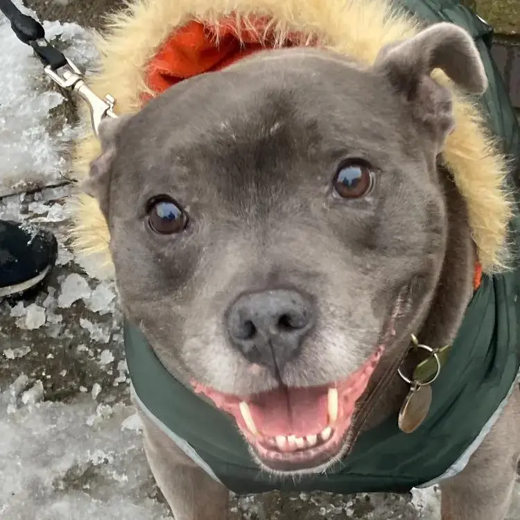 Staffordshire Bull Terrier