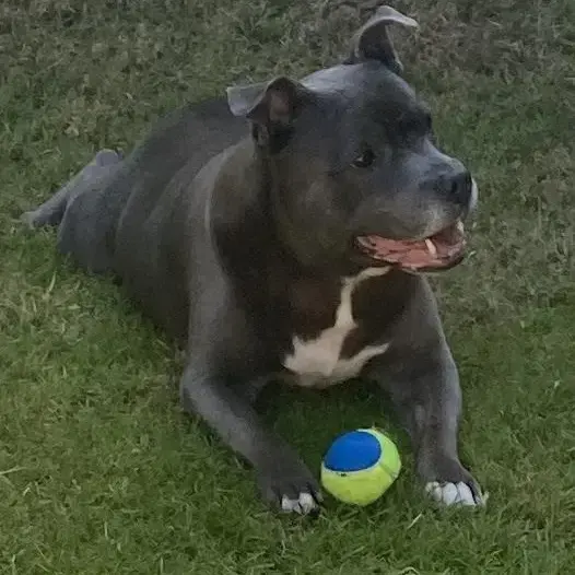 Staffordshire Bull Terrier
