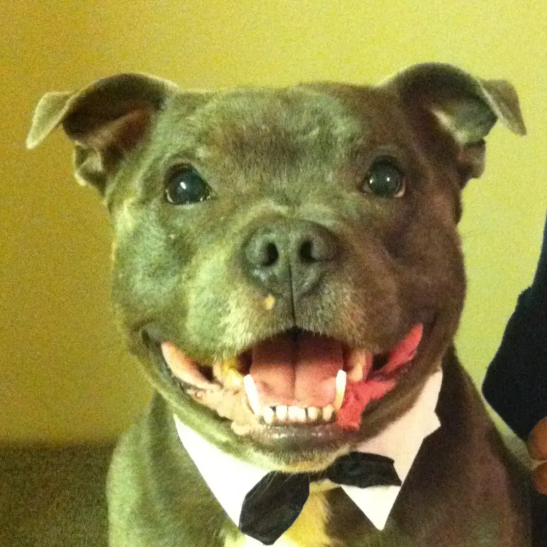 Staffordshire Bull Terrier