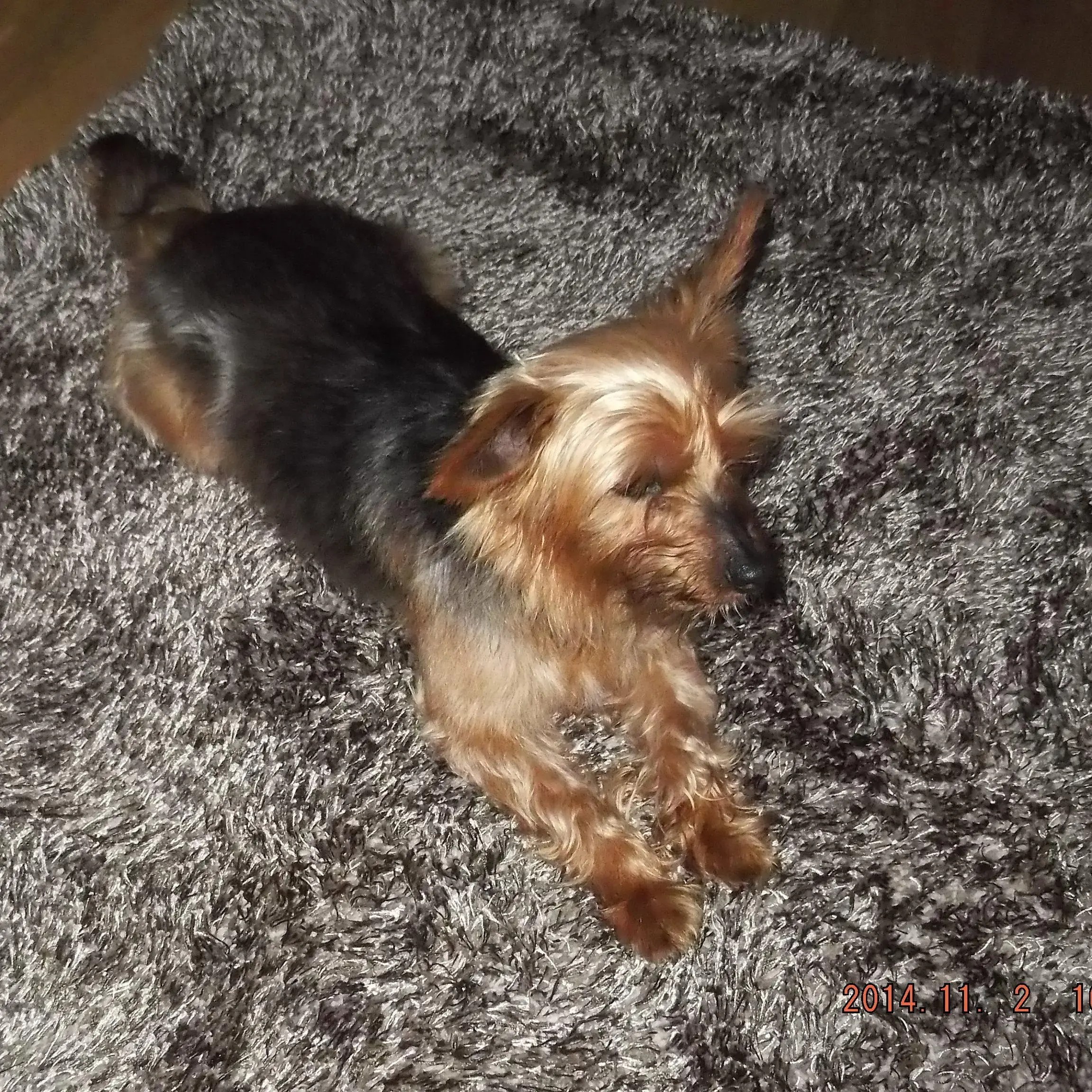 Yorkshire Terrier