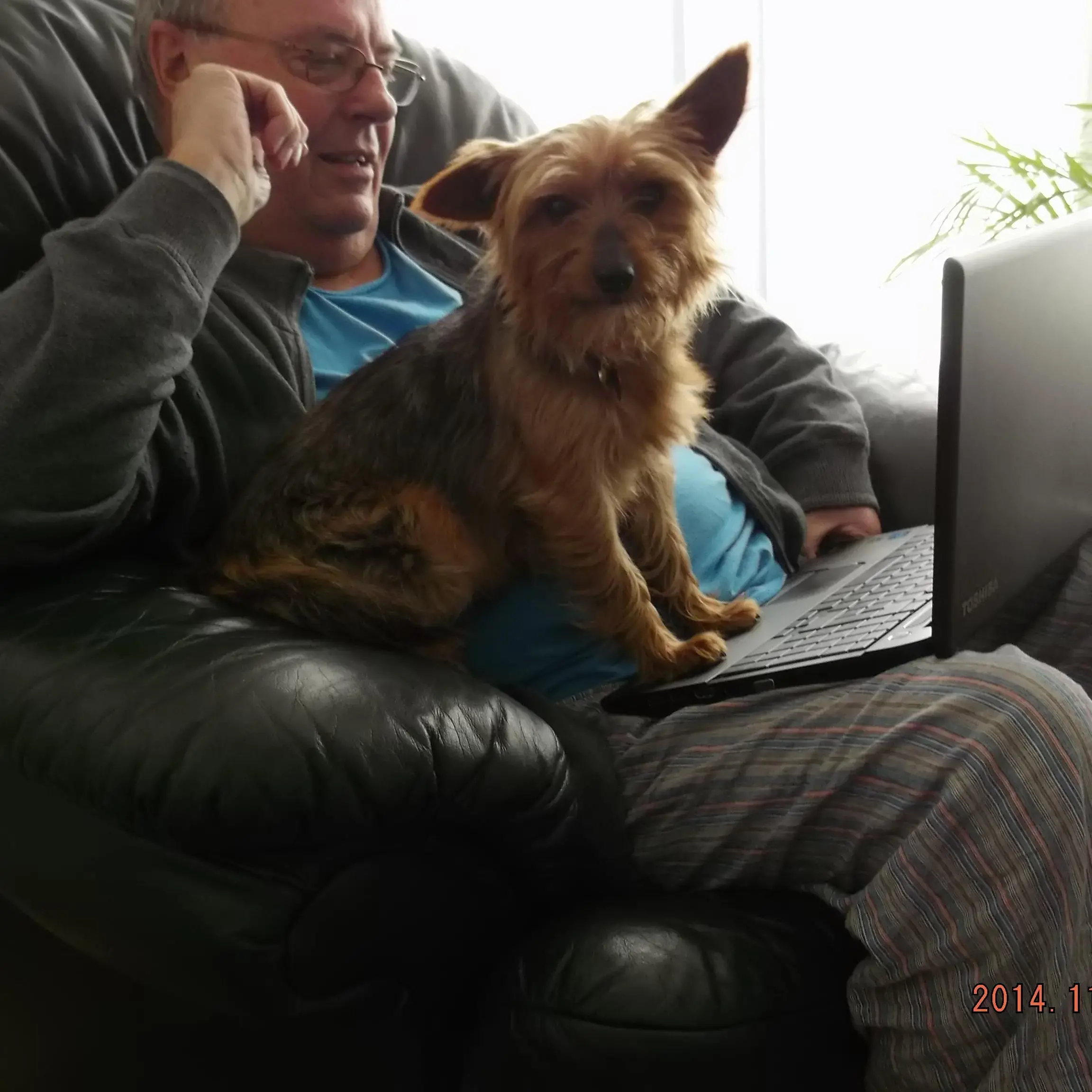 Yorkshire Terrier