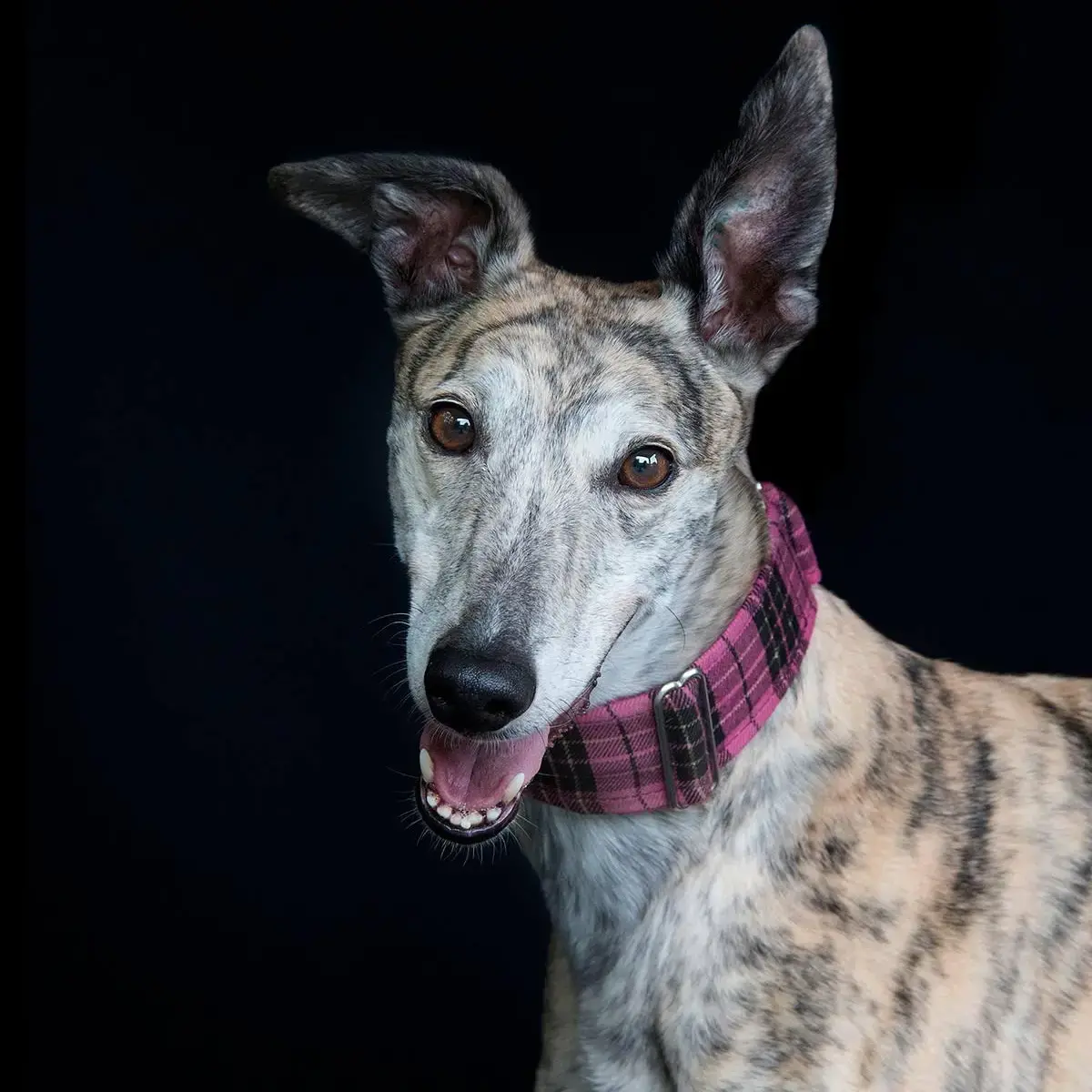 Greyhound