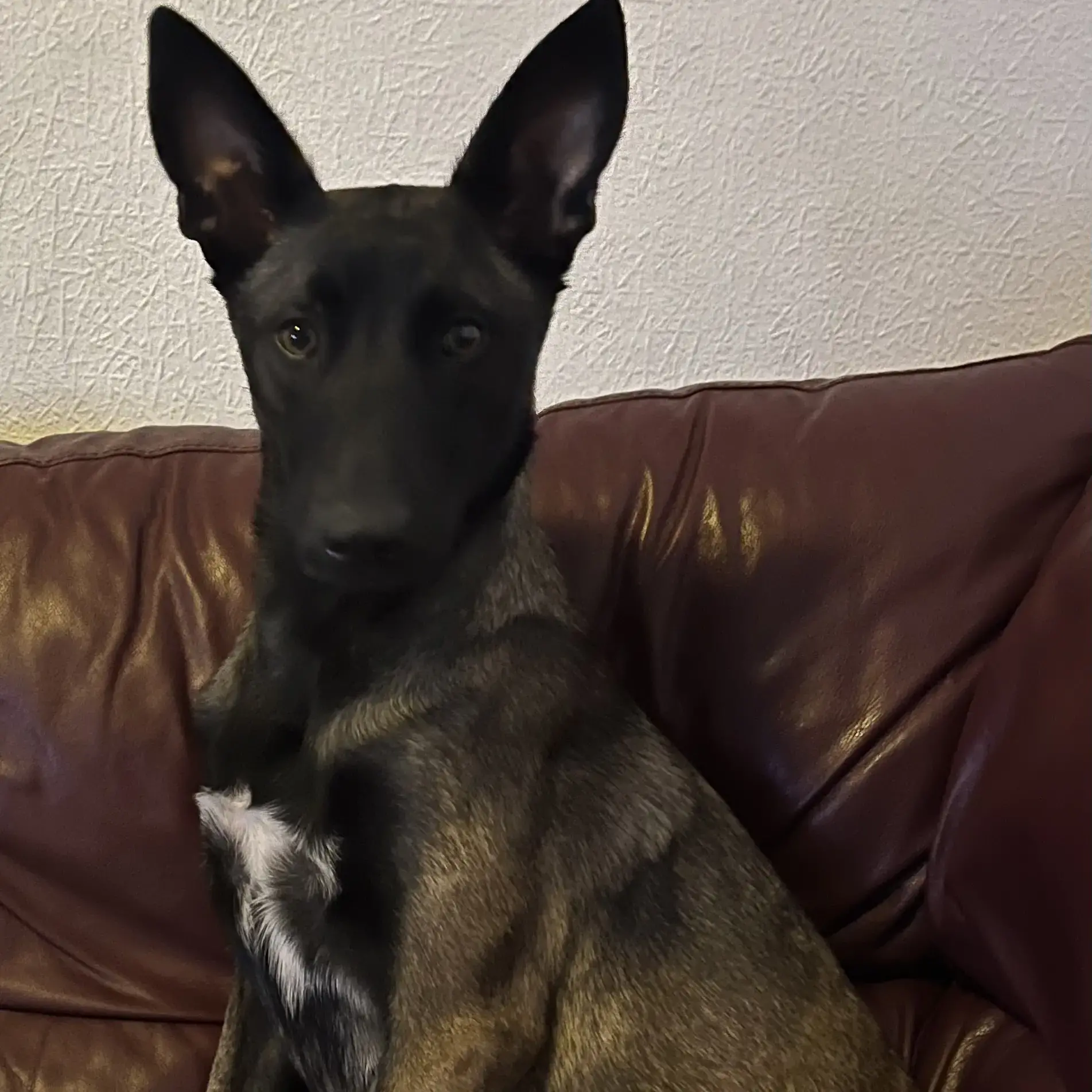 Belgian Shepherd Dog Malinois