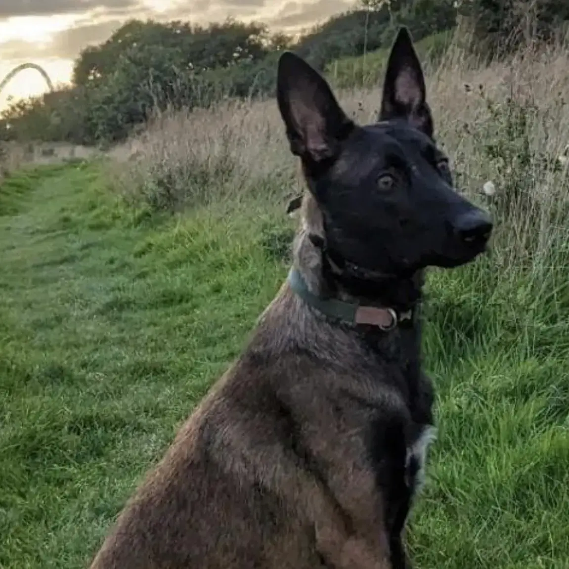 Belgian Shepherd Dog Malinois