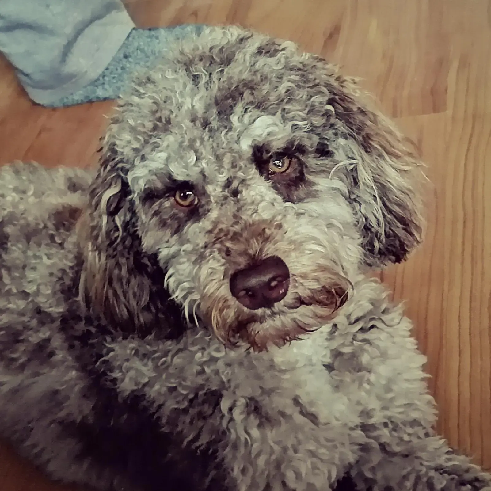Cockapoo