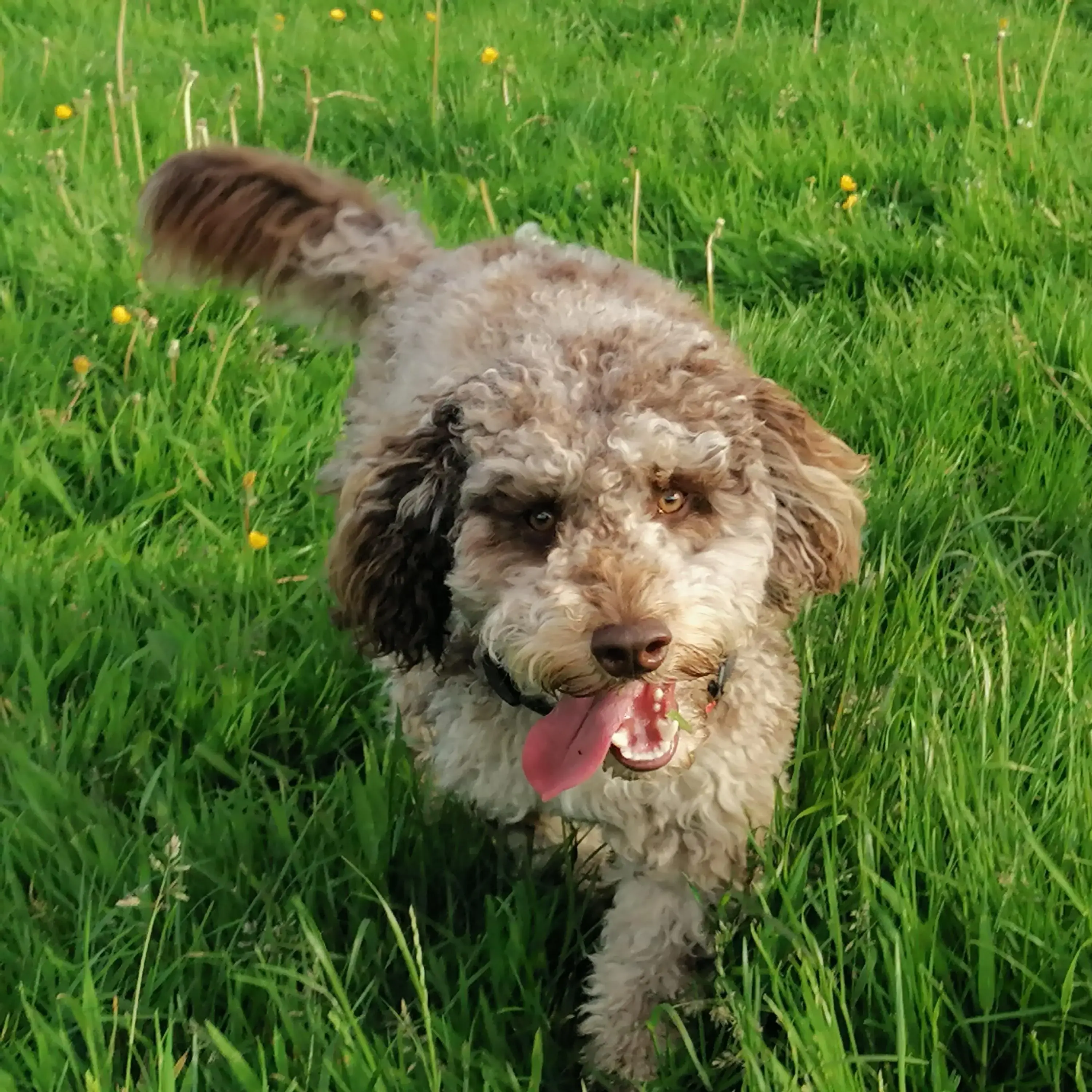 Cockapoo