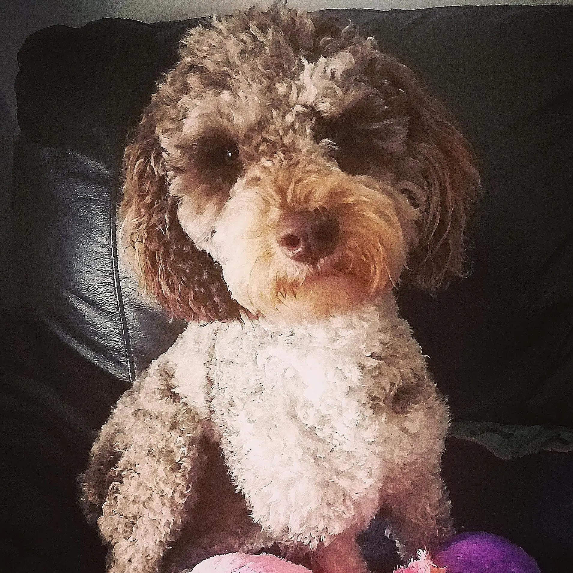 Cockapoo