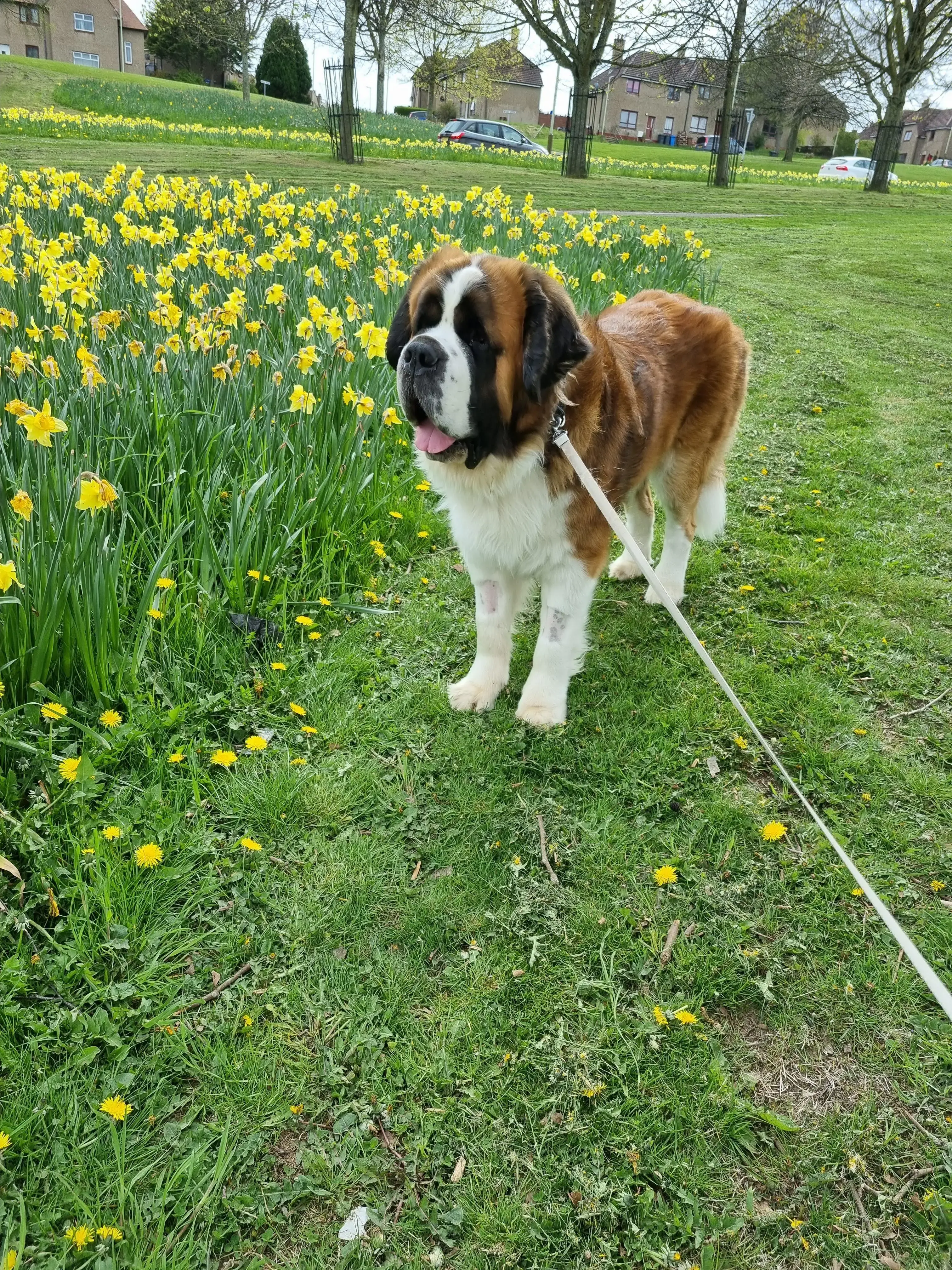 St. Bernard