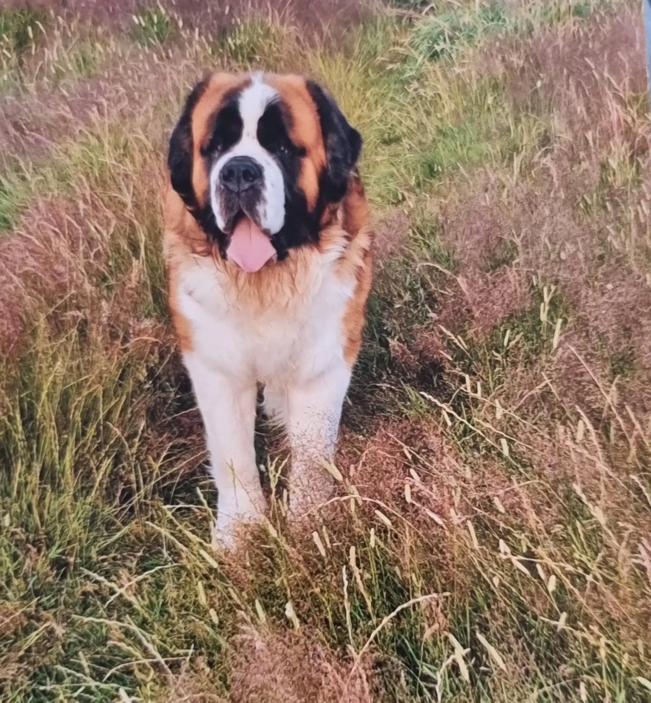 St. Bernard