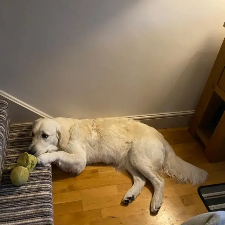 Golden Retriever