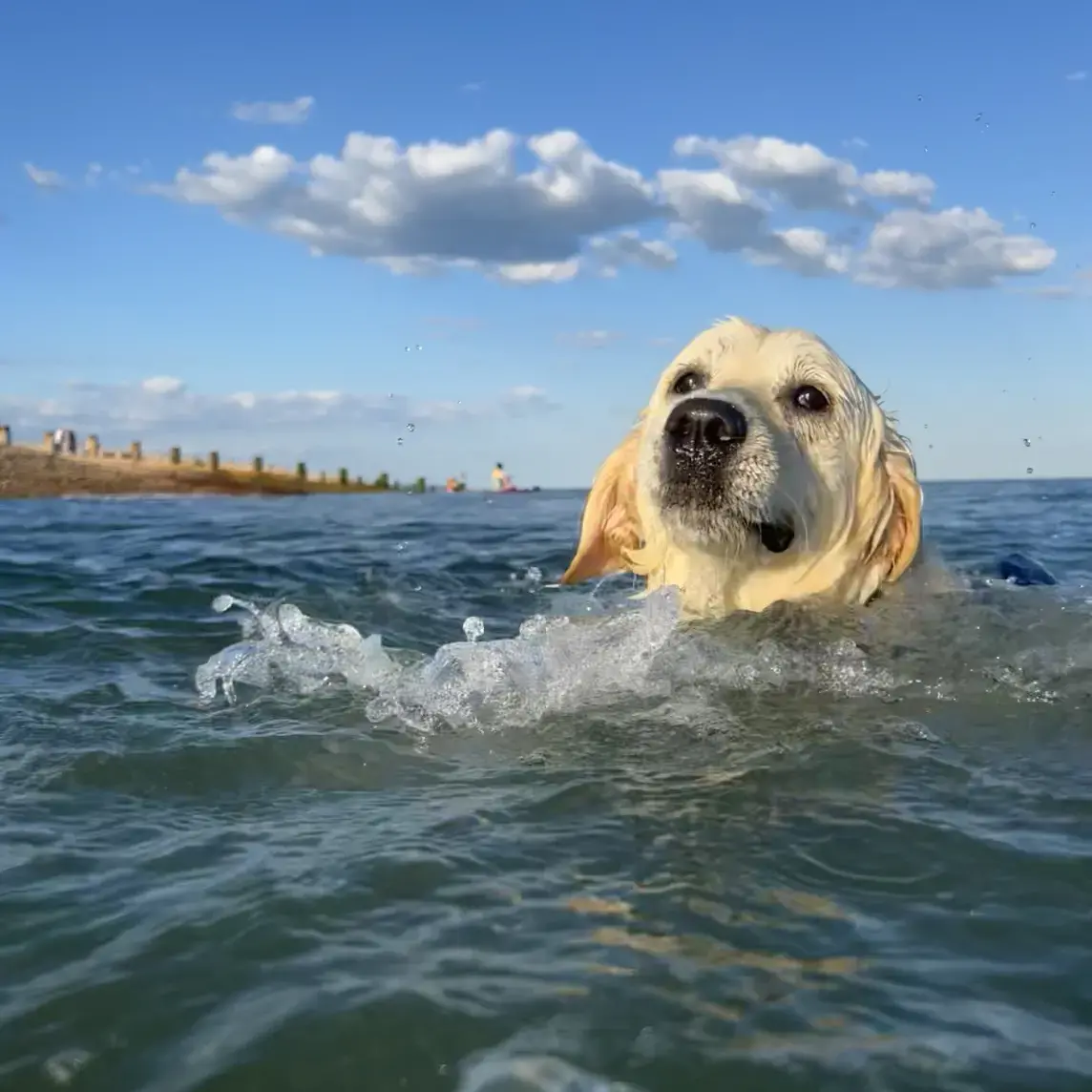 Golden Retriever