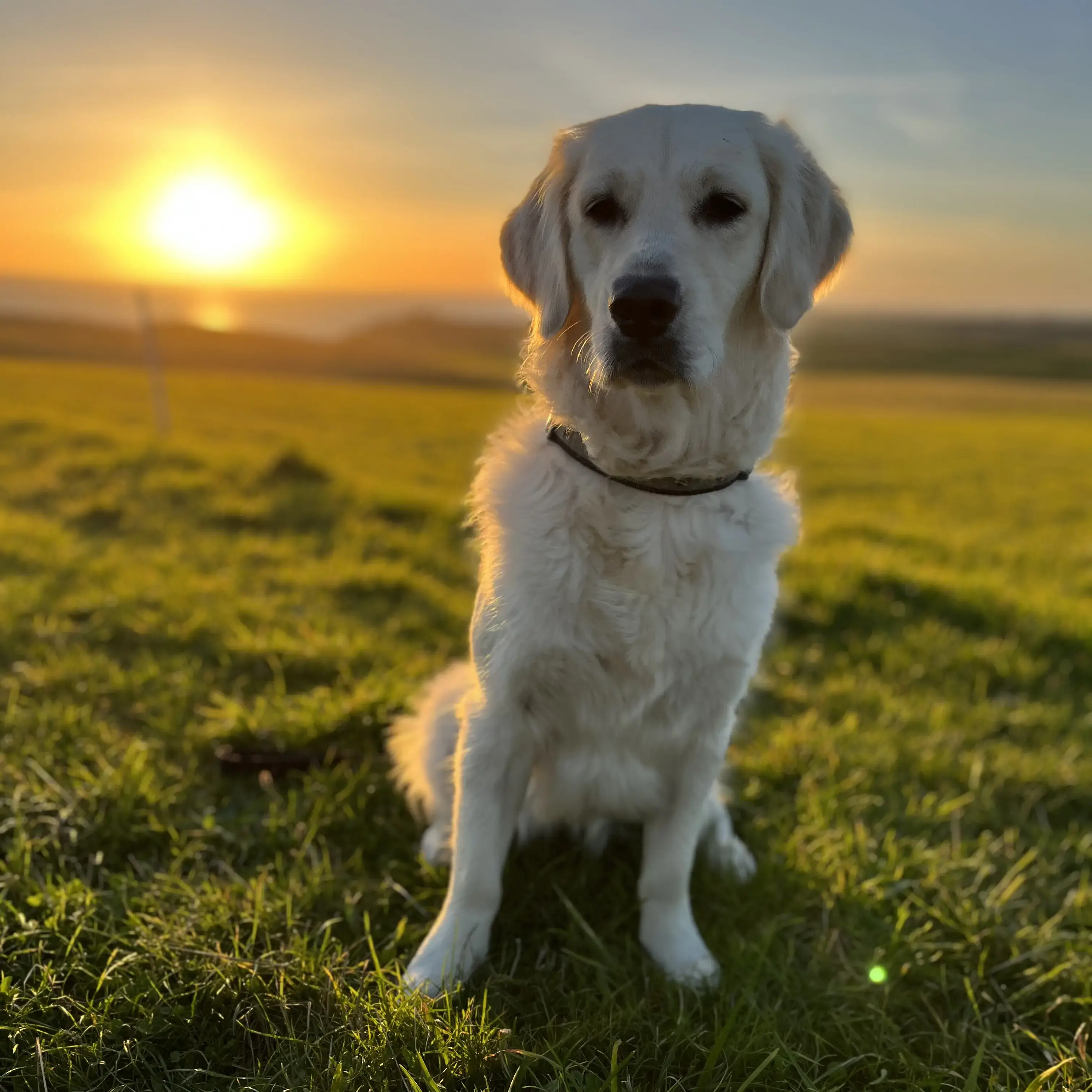 Golden Retriever