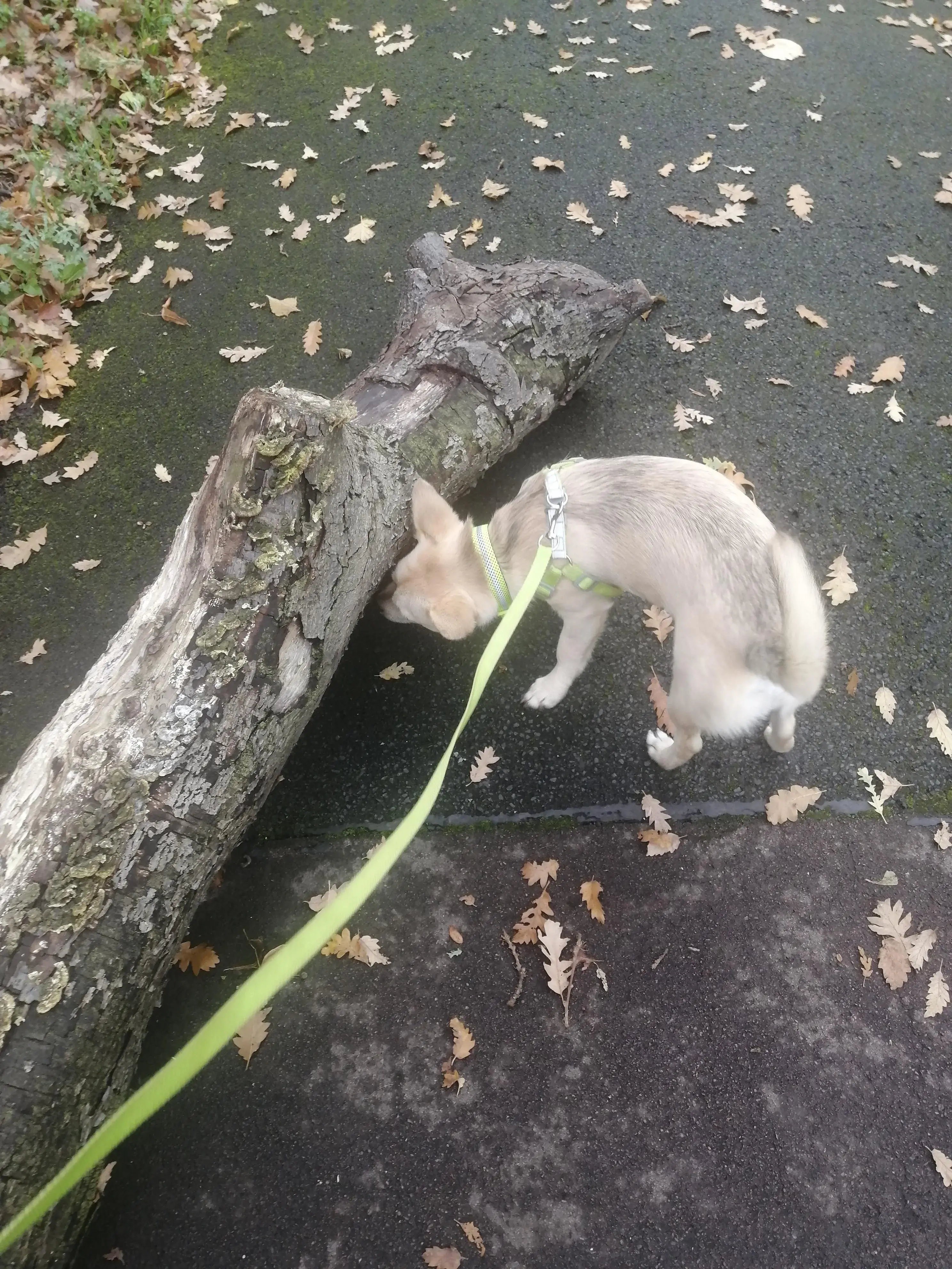 Jack Russell Terrier