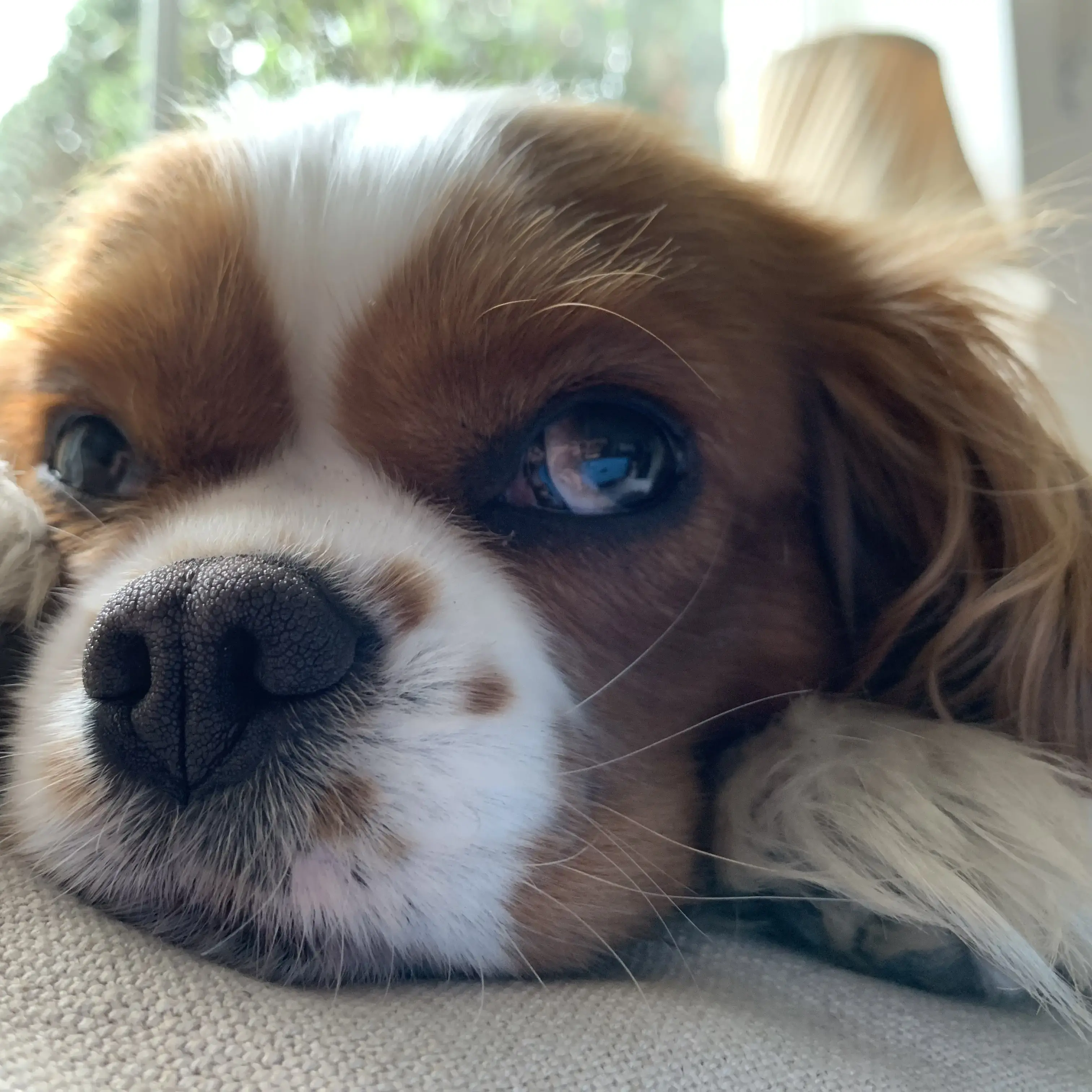 King Charles Spaniel