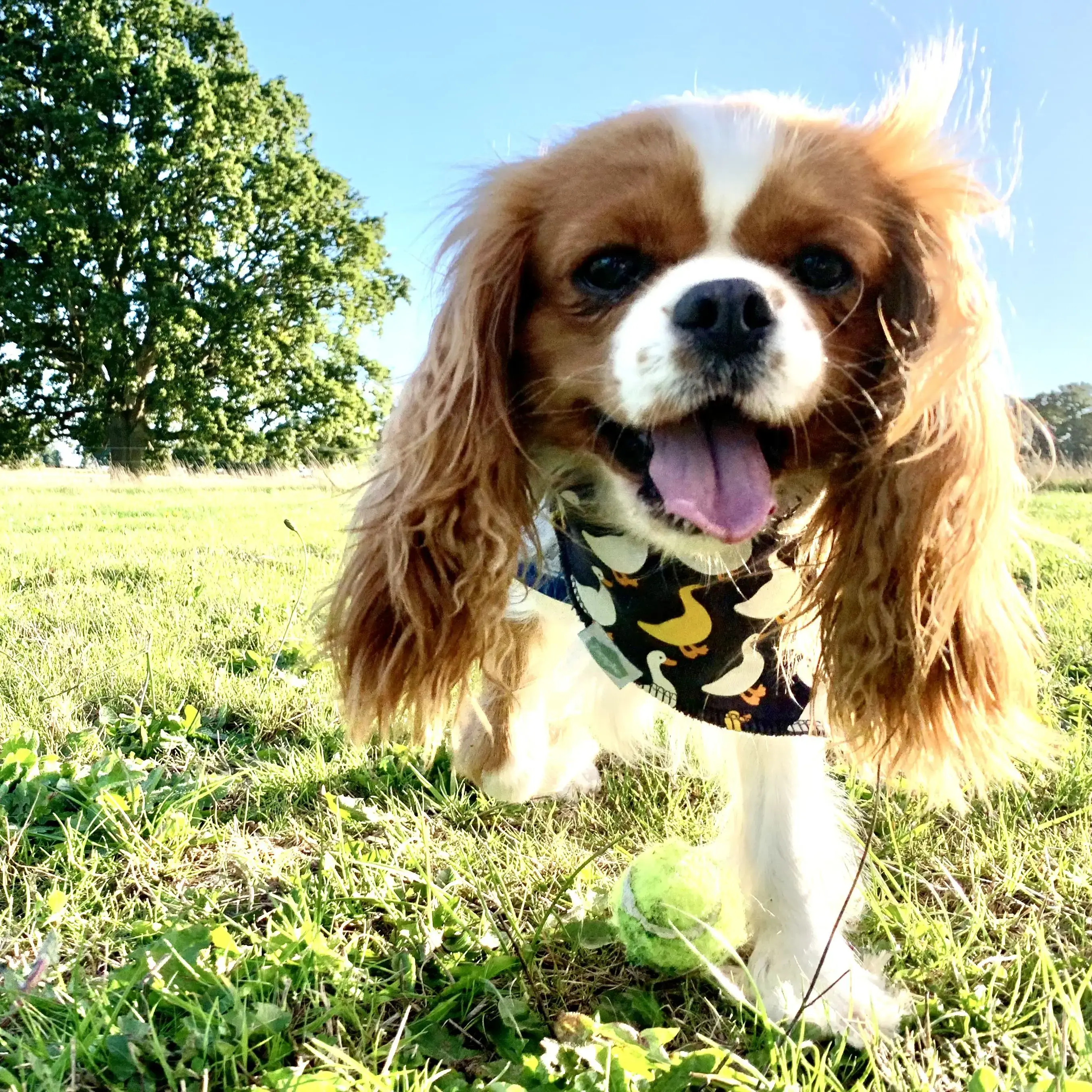 King Charles Spaniel