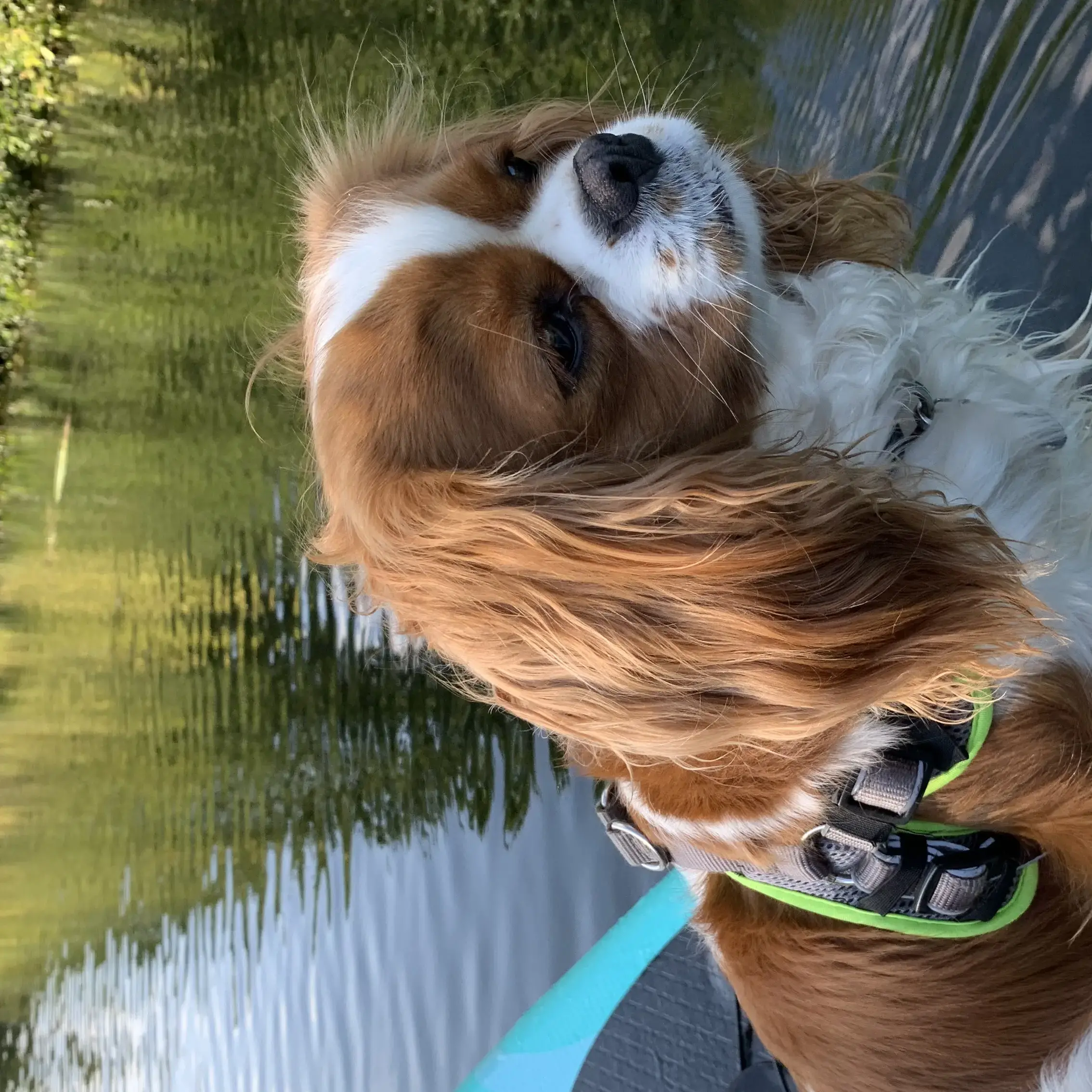 King Charles Spaniel