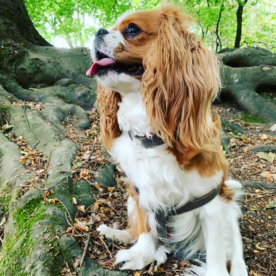 King Charles Spaniel