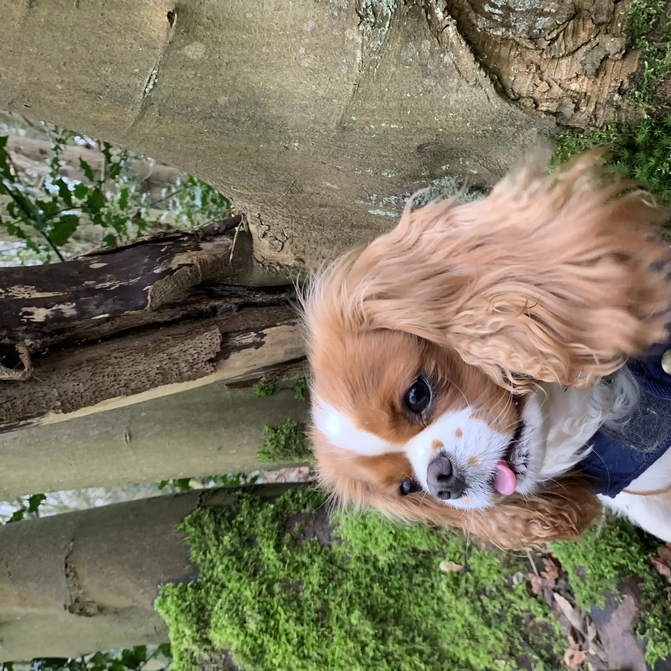 King Charles Spaniel