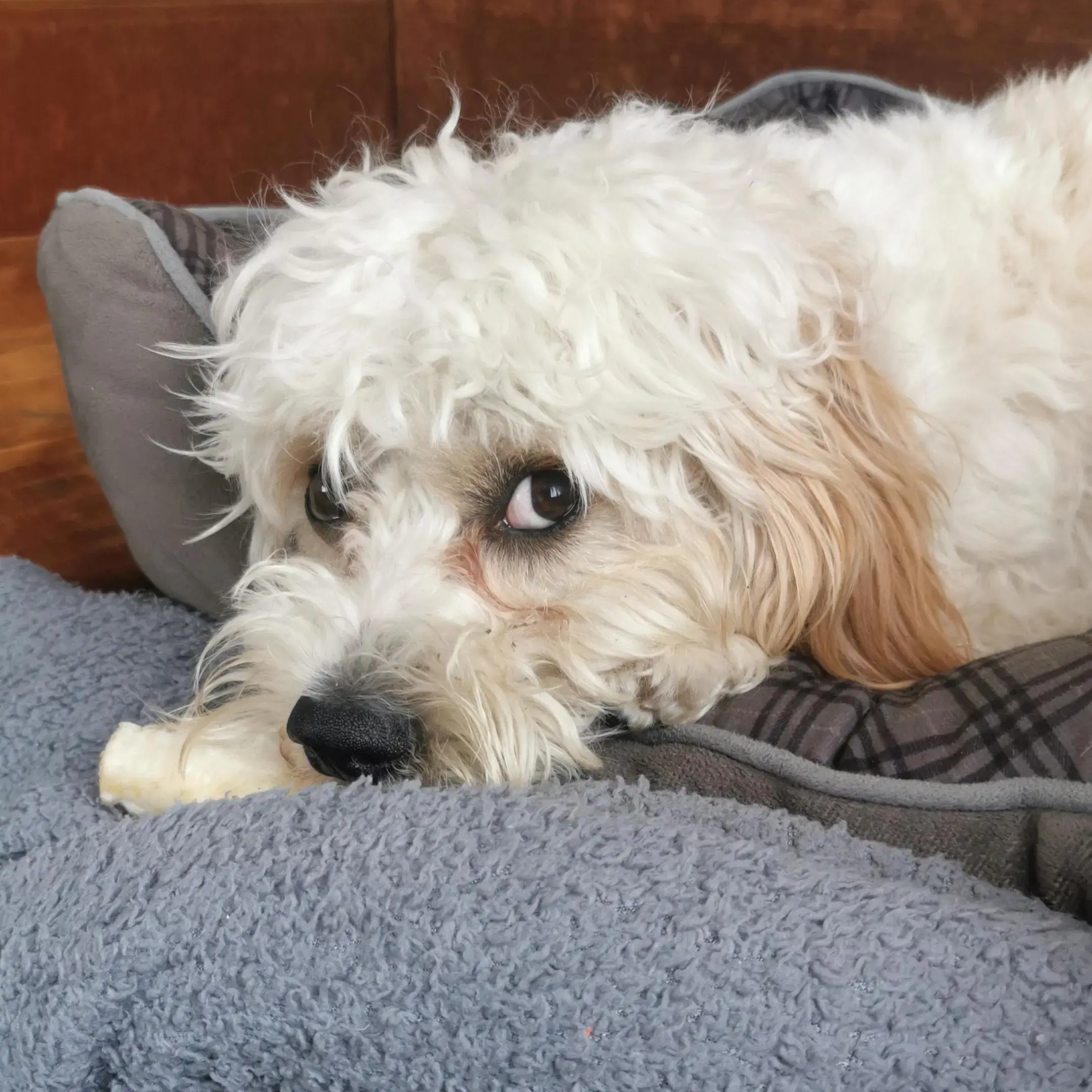 Cavachon