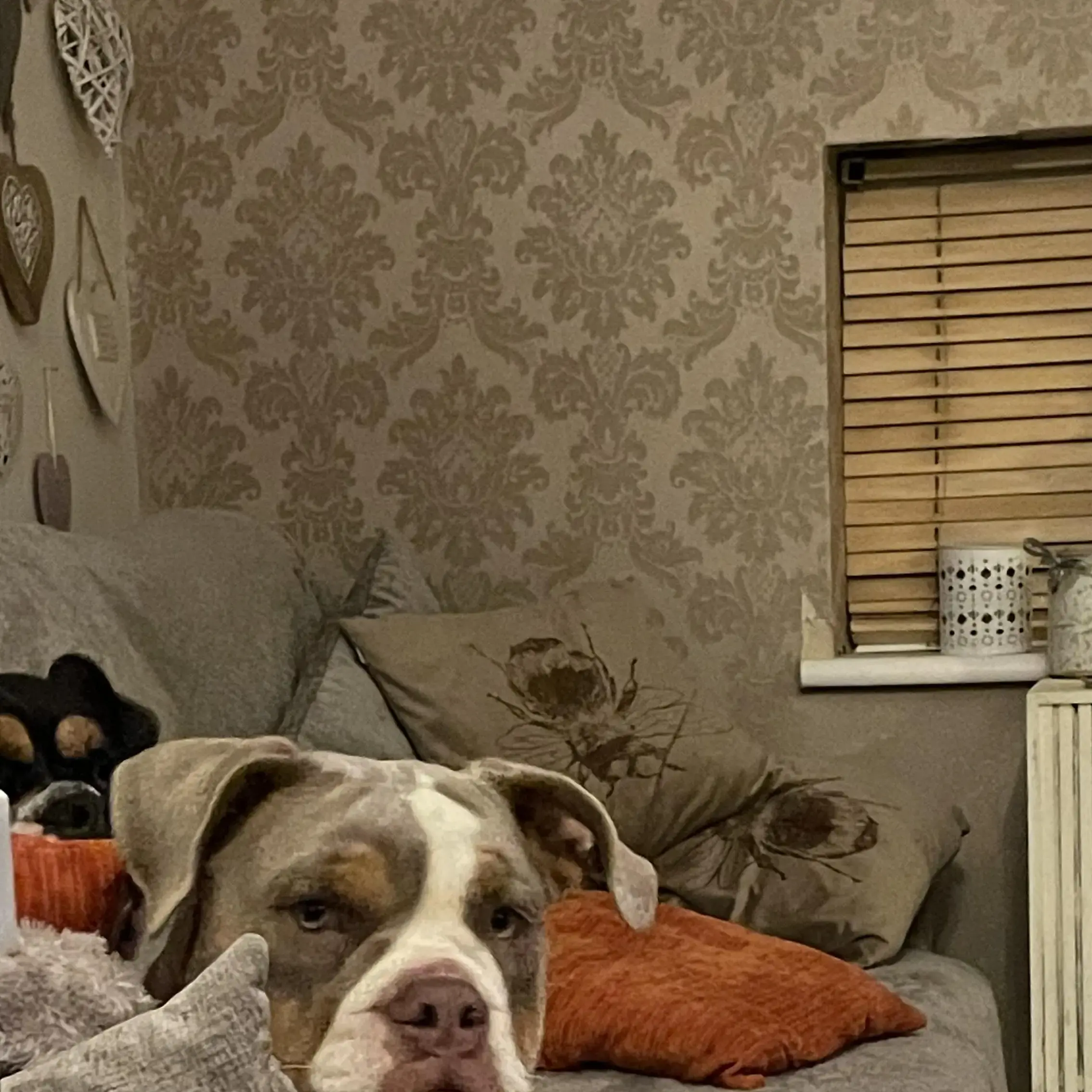 Bulldog