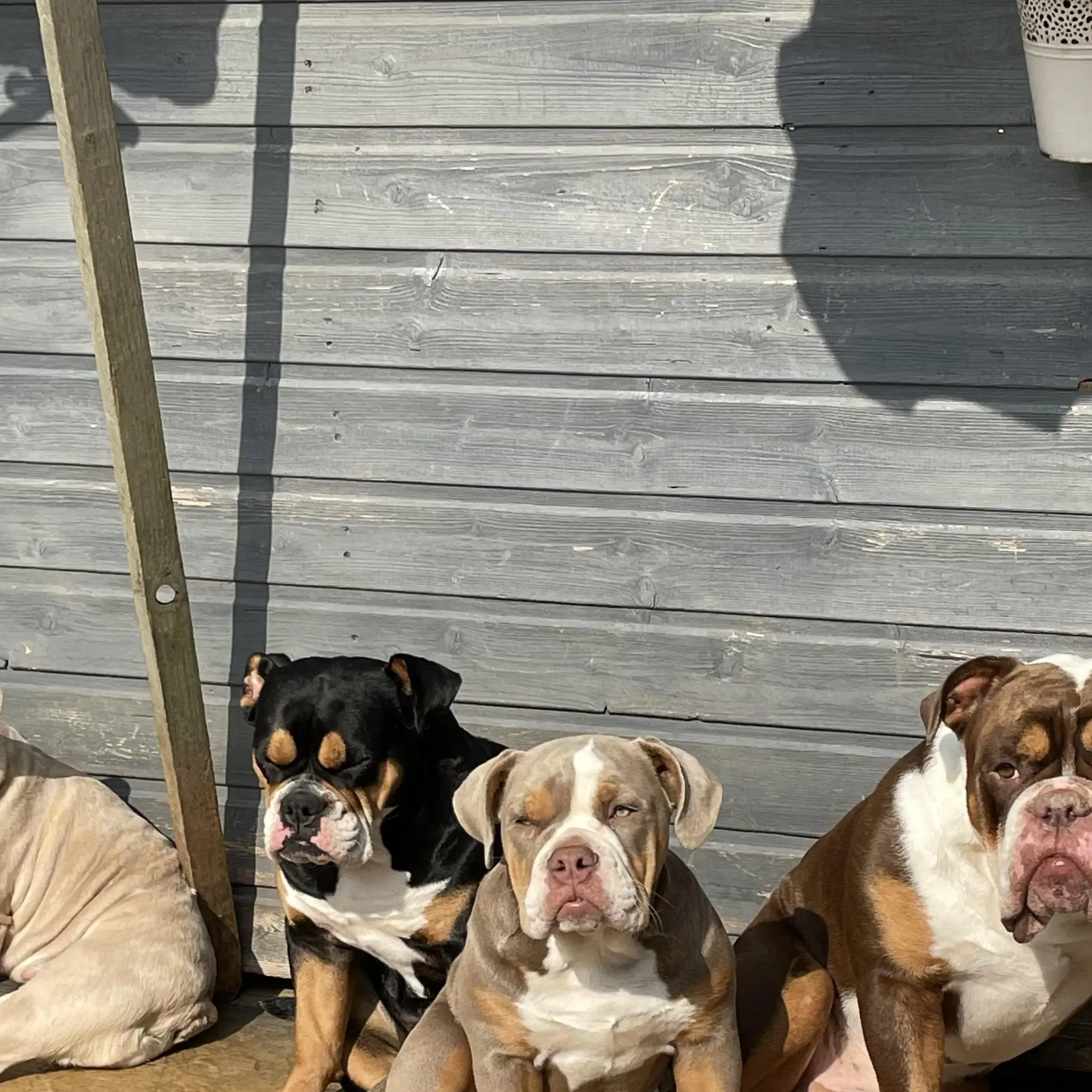 Bulldog
