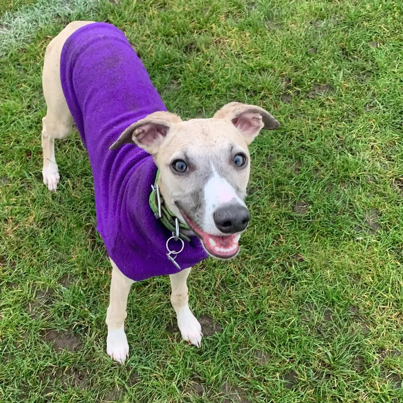 Whippet