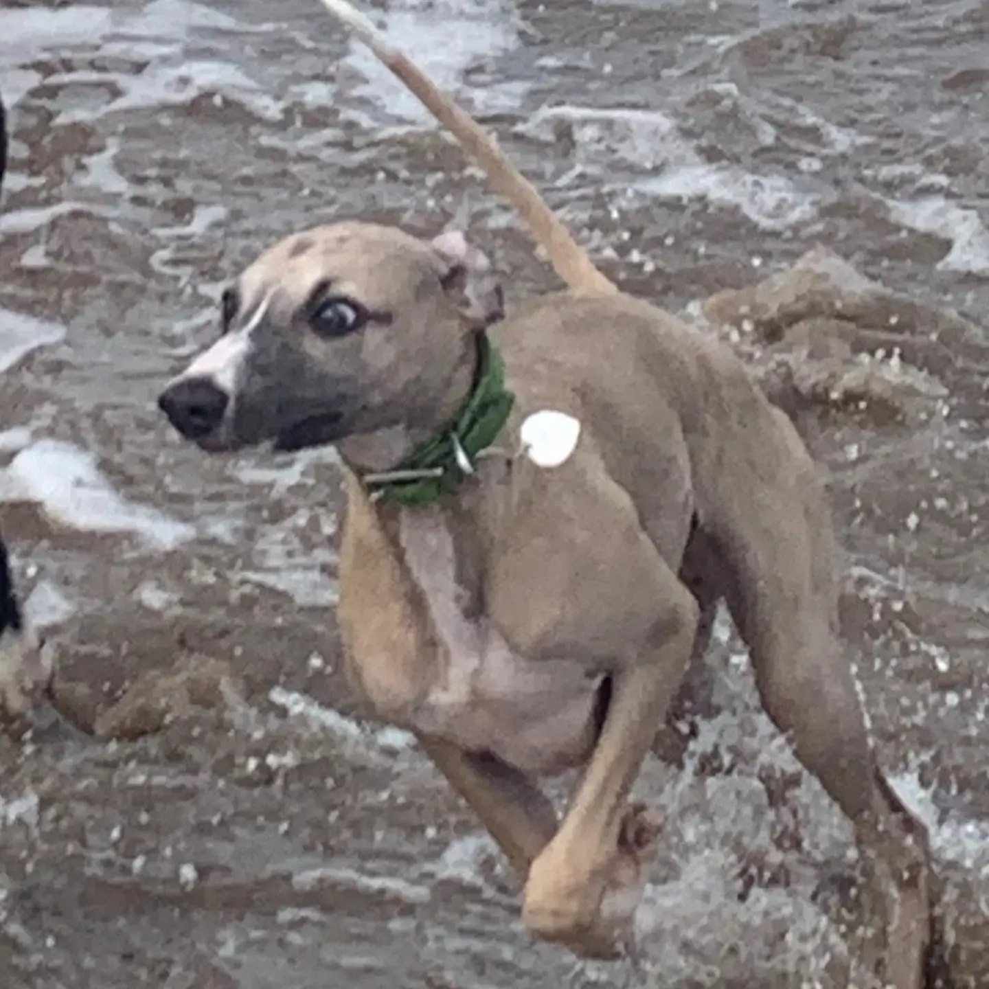 Whippet