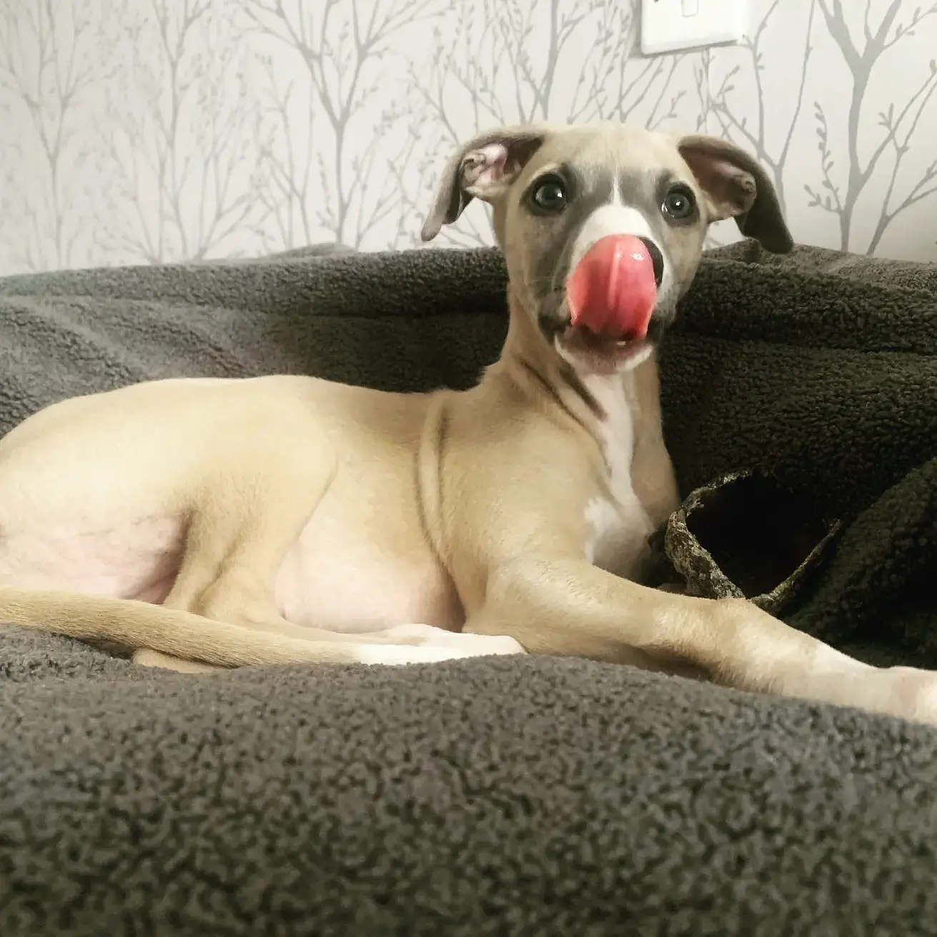 Whippet