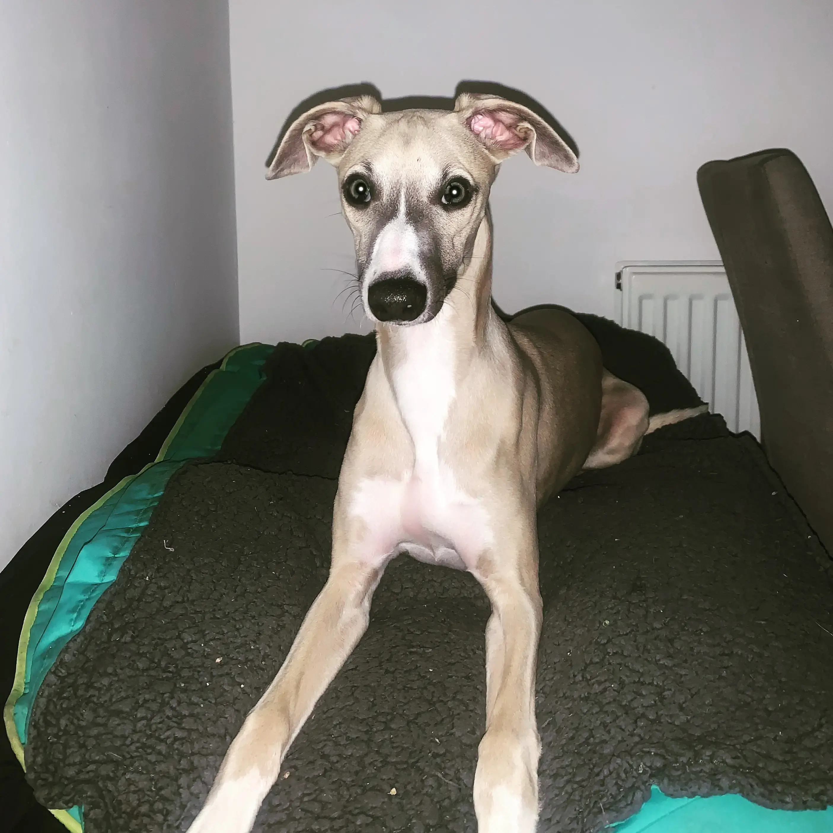 Whippet