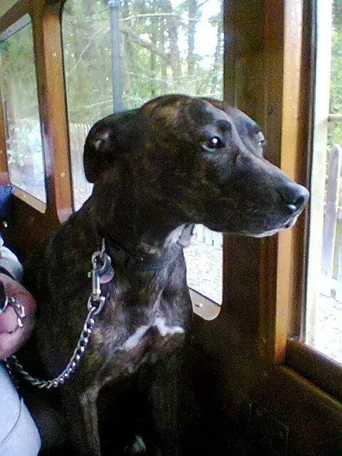 Bull Terrier