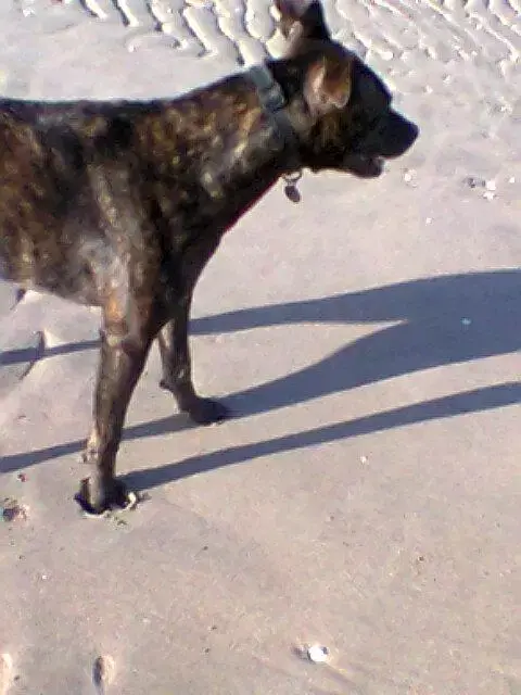 Bull Terrier
