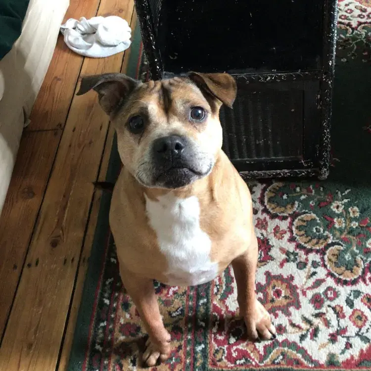Staffordshire Bull Terrier