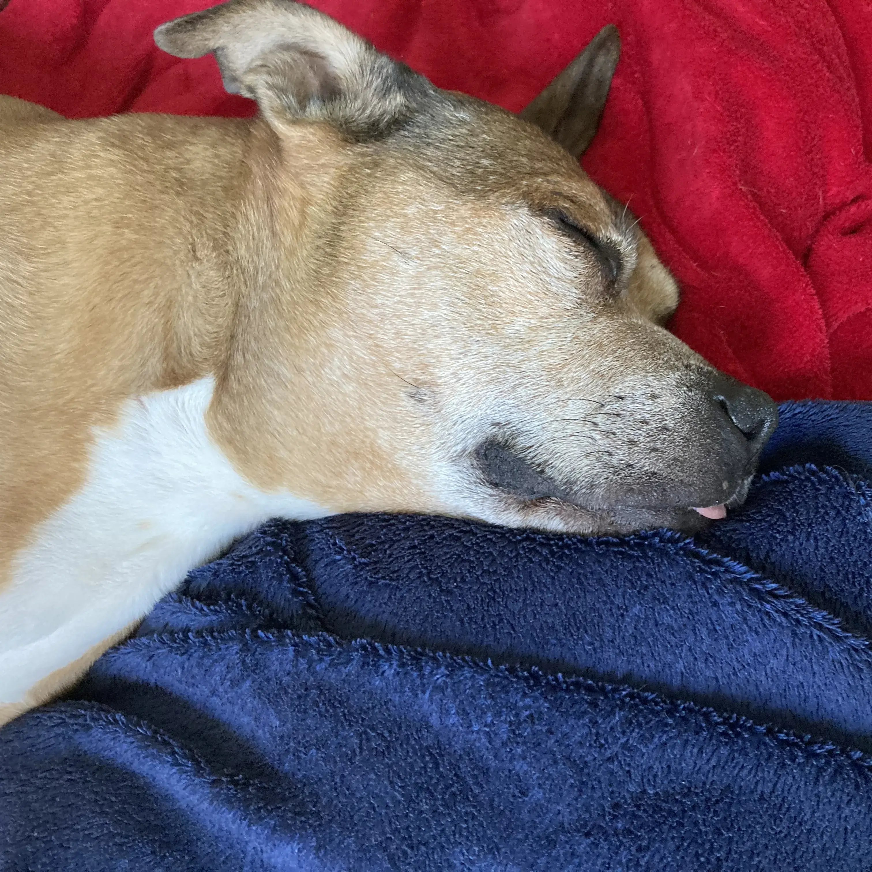 Staffordshire Bull Terrier