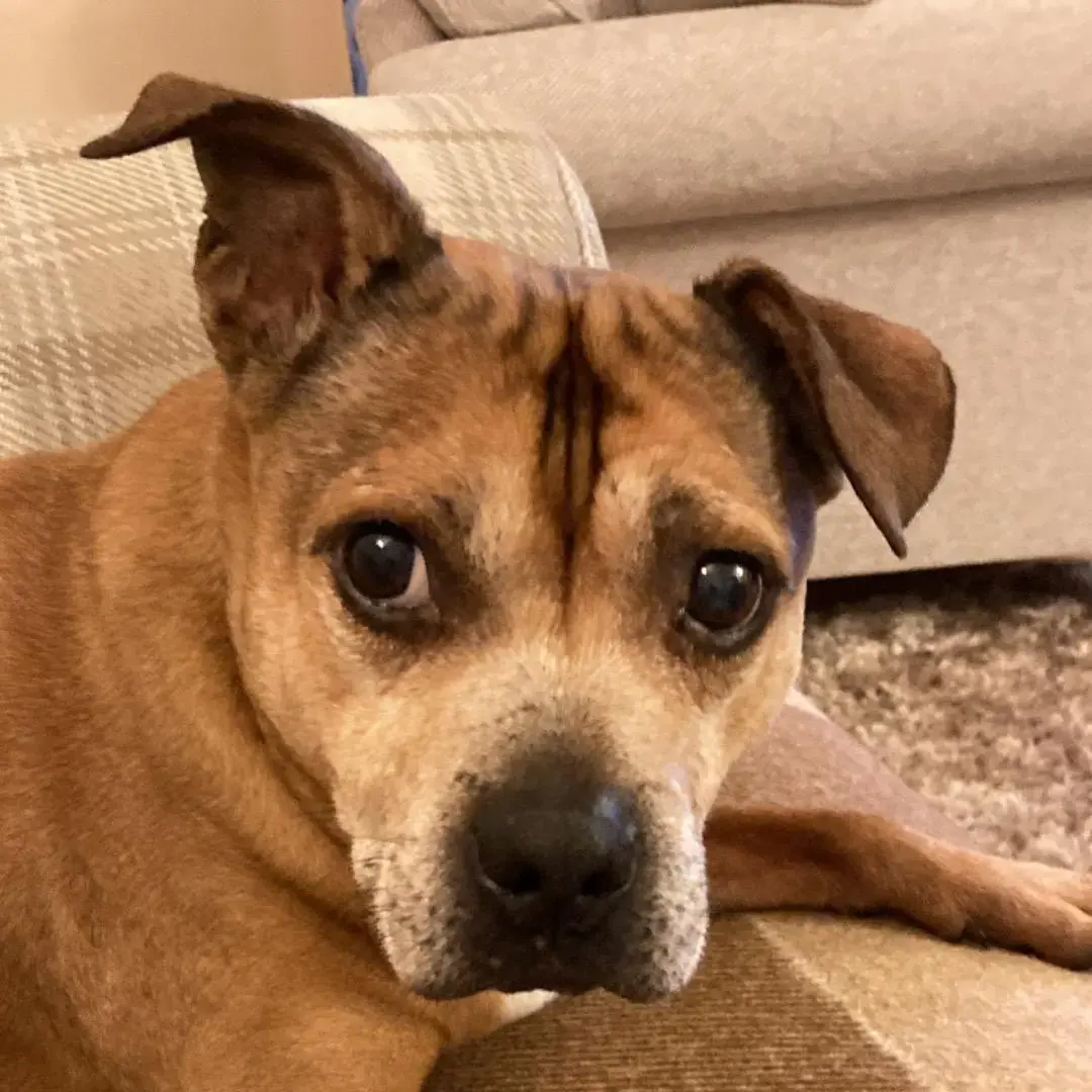 Staffordshire Bull Terrier