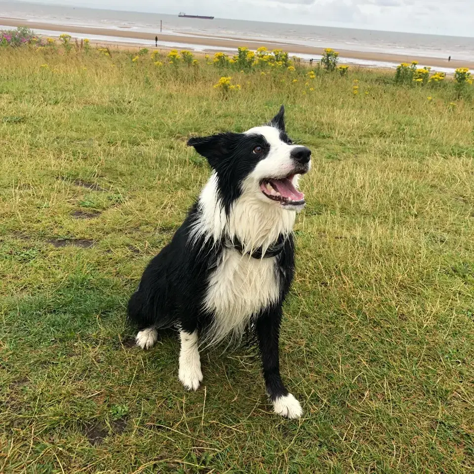 Border Collie