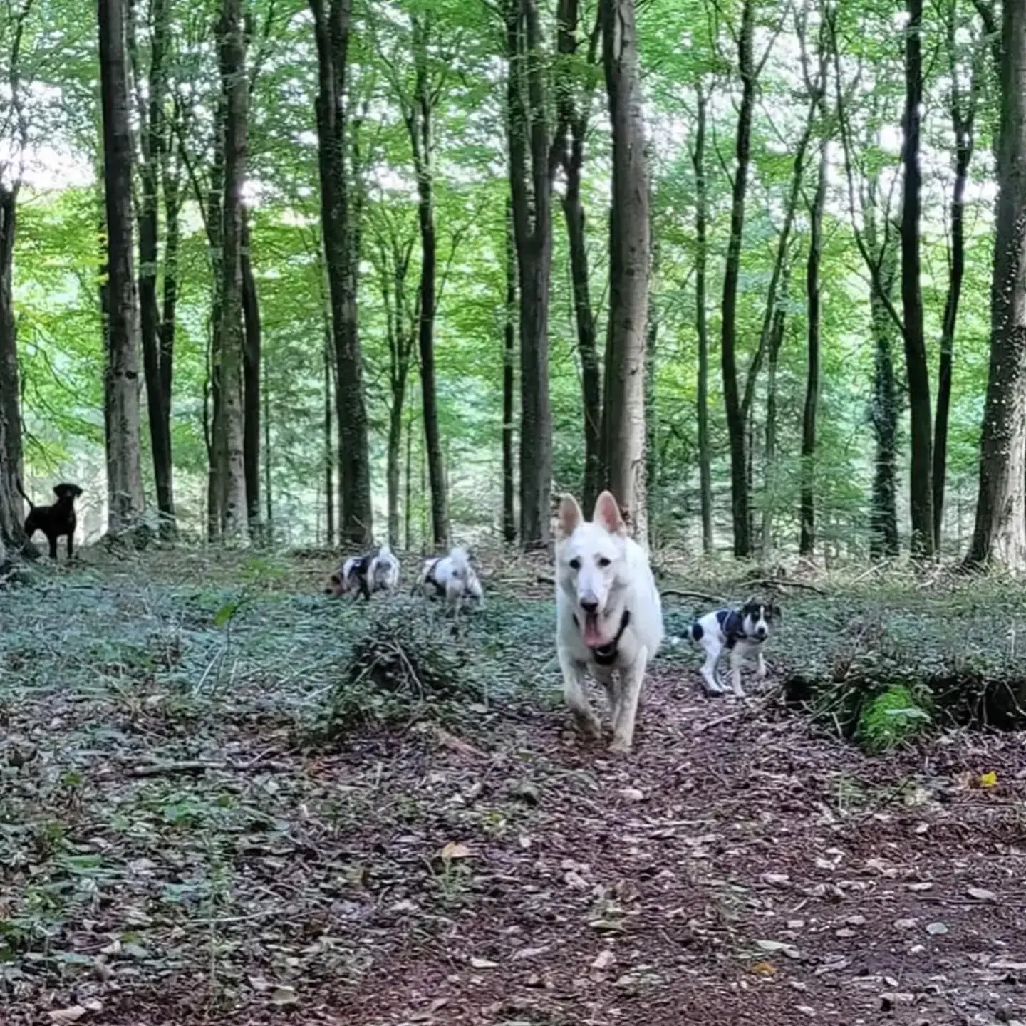 German Shepherd Dog