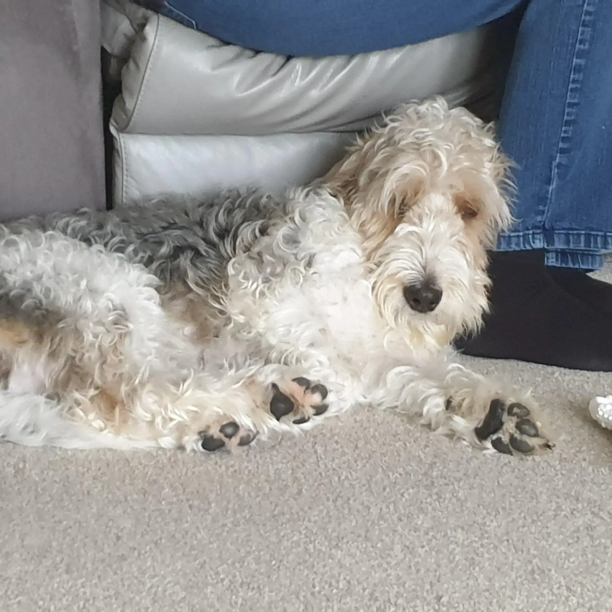 Basset Griffon Vendeen (Grand)