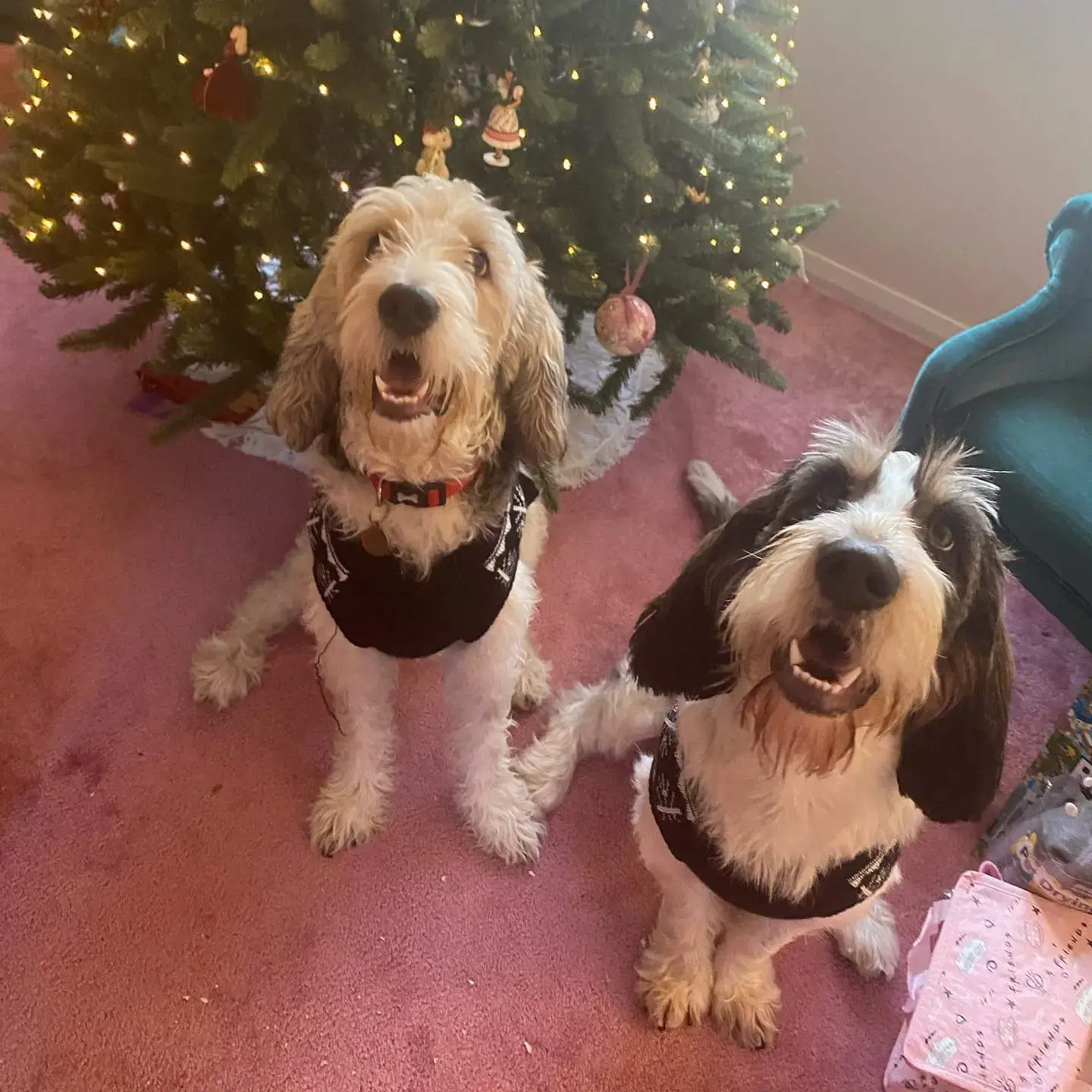 Basset Griffon Vendeen (Grand)