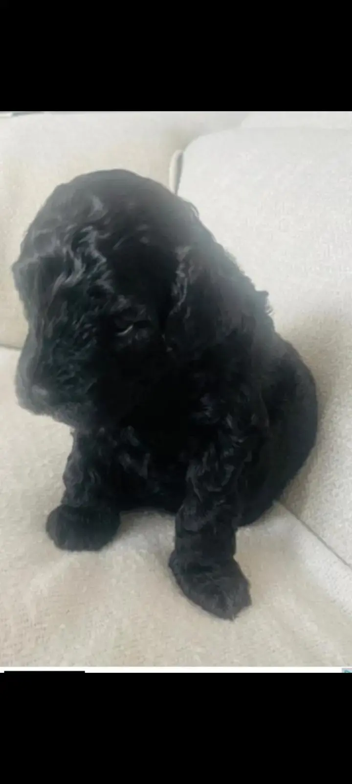 Poodle (Miniature)
