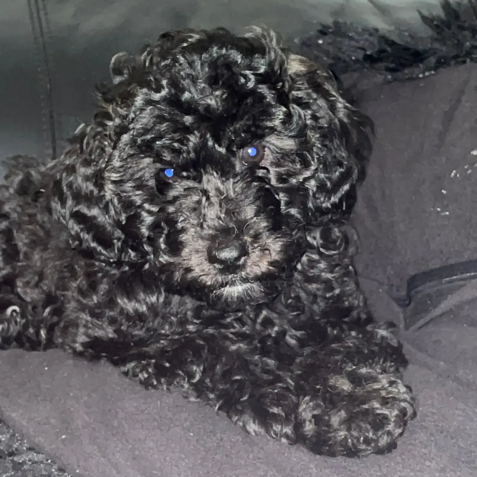 Poodle (Miniature)