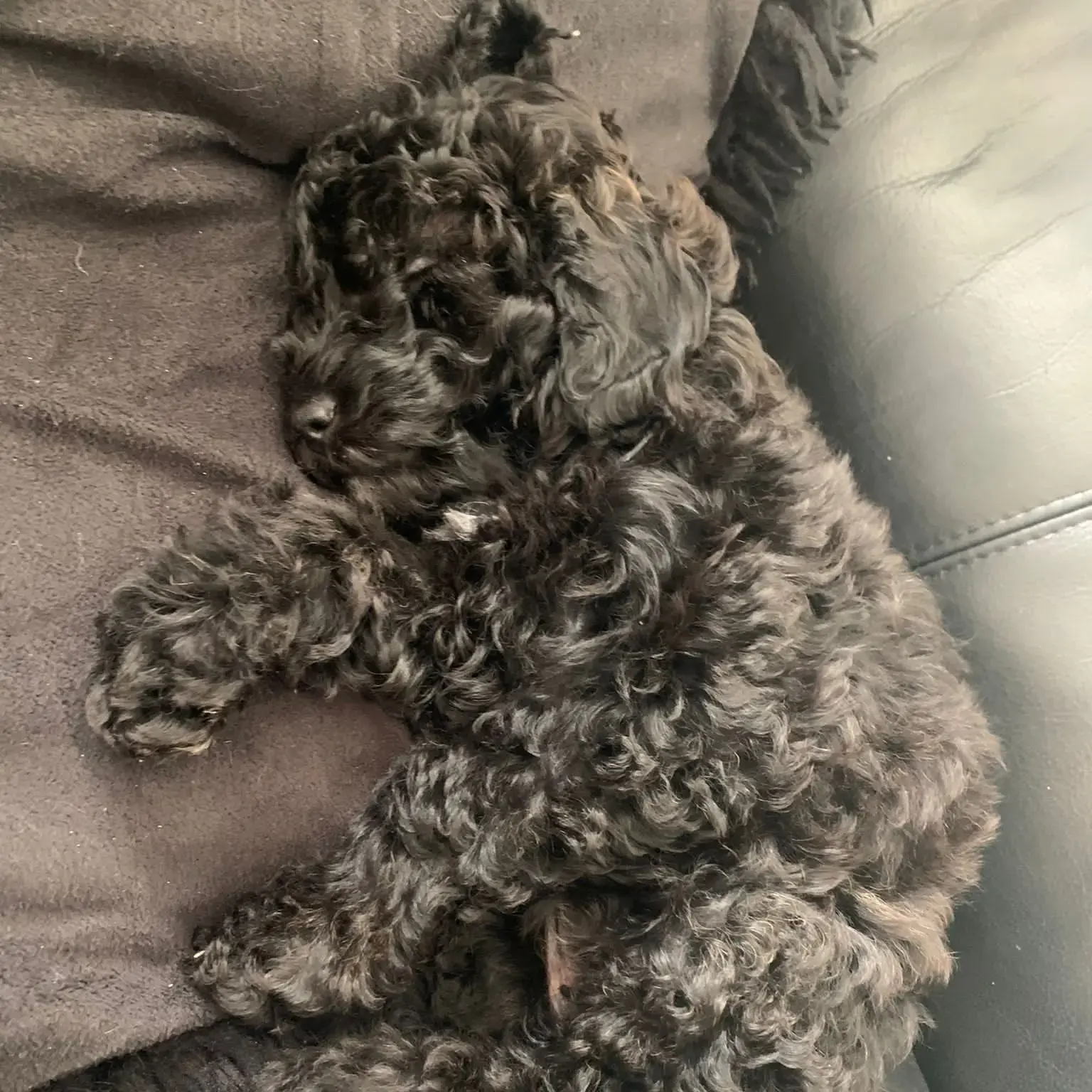 Poodle (Miniature)