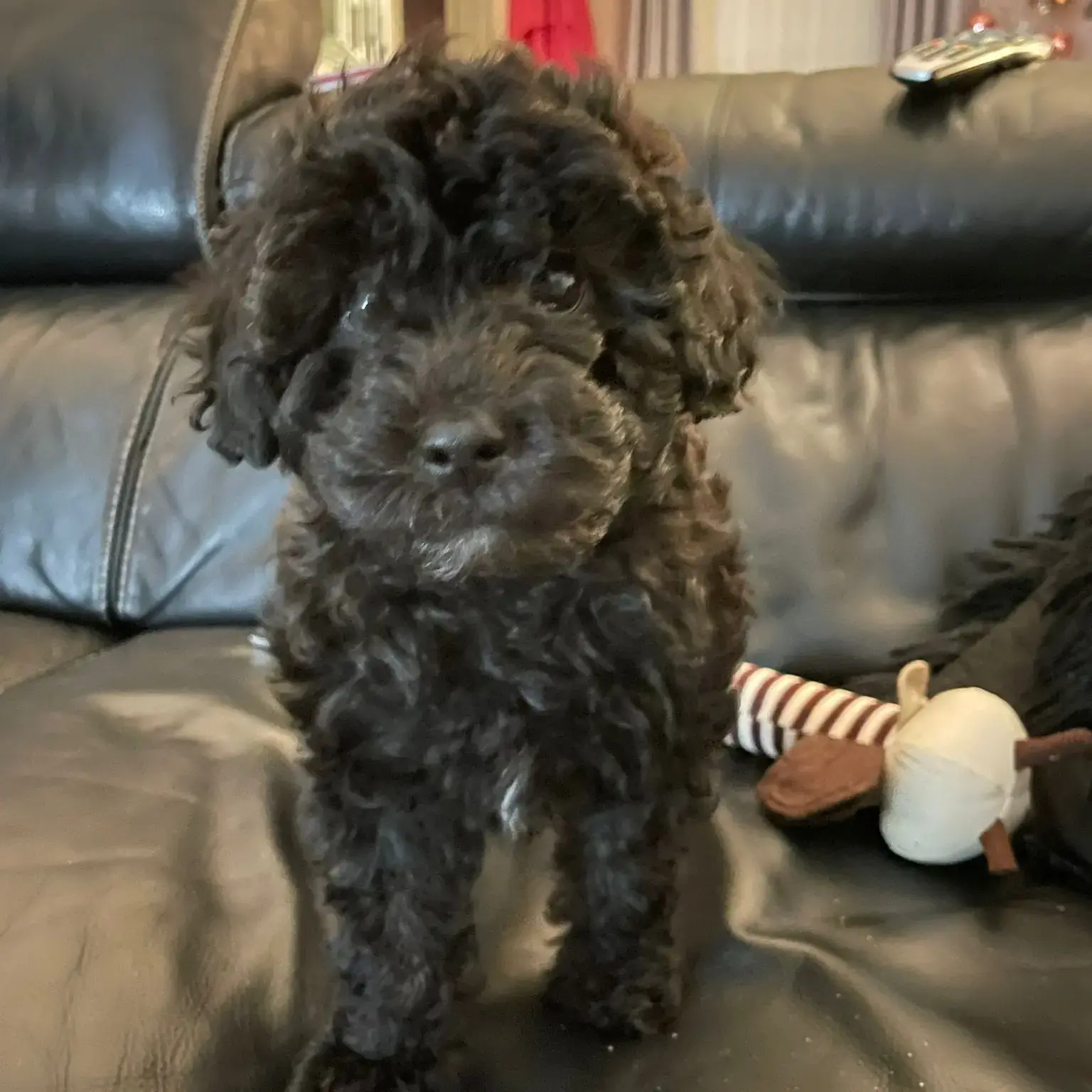 Poodle (Miniature)