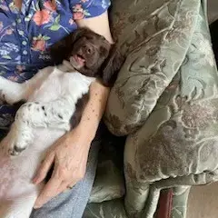 English Springer Spaniel