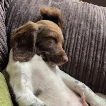 English Springer Spaniel